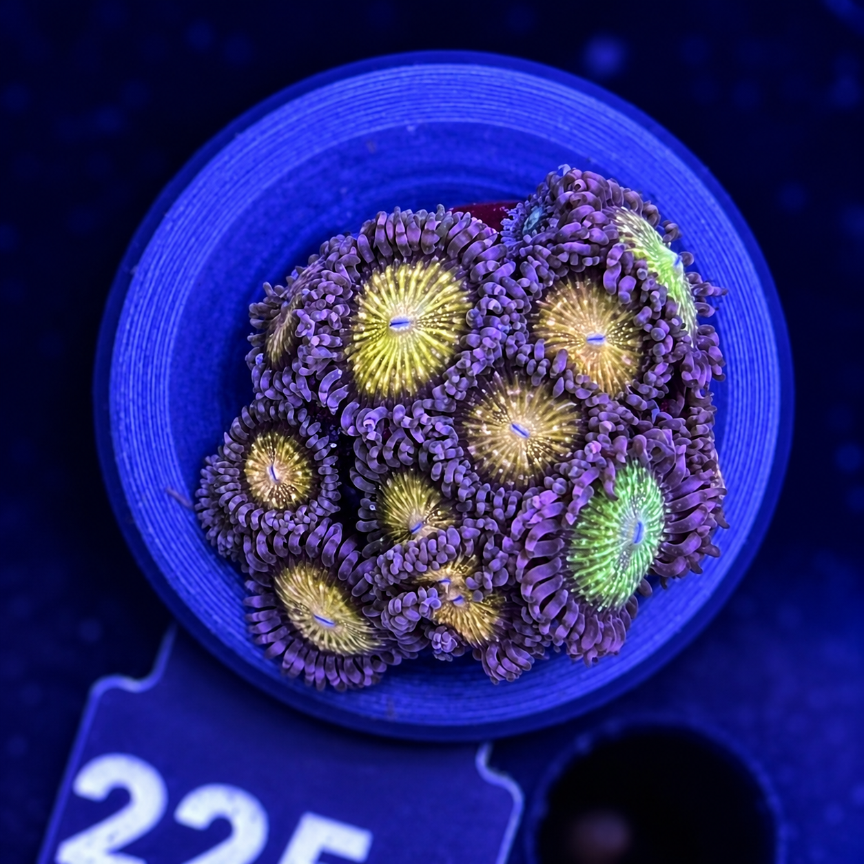FMC Zoanthus Pink Rim + Coral Mount V