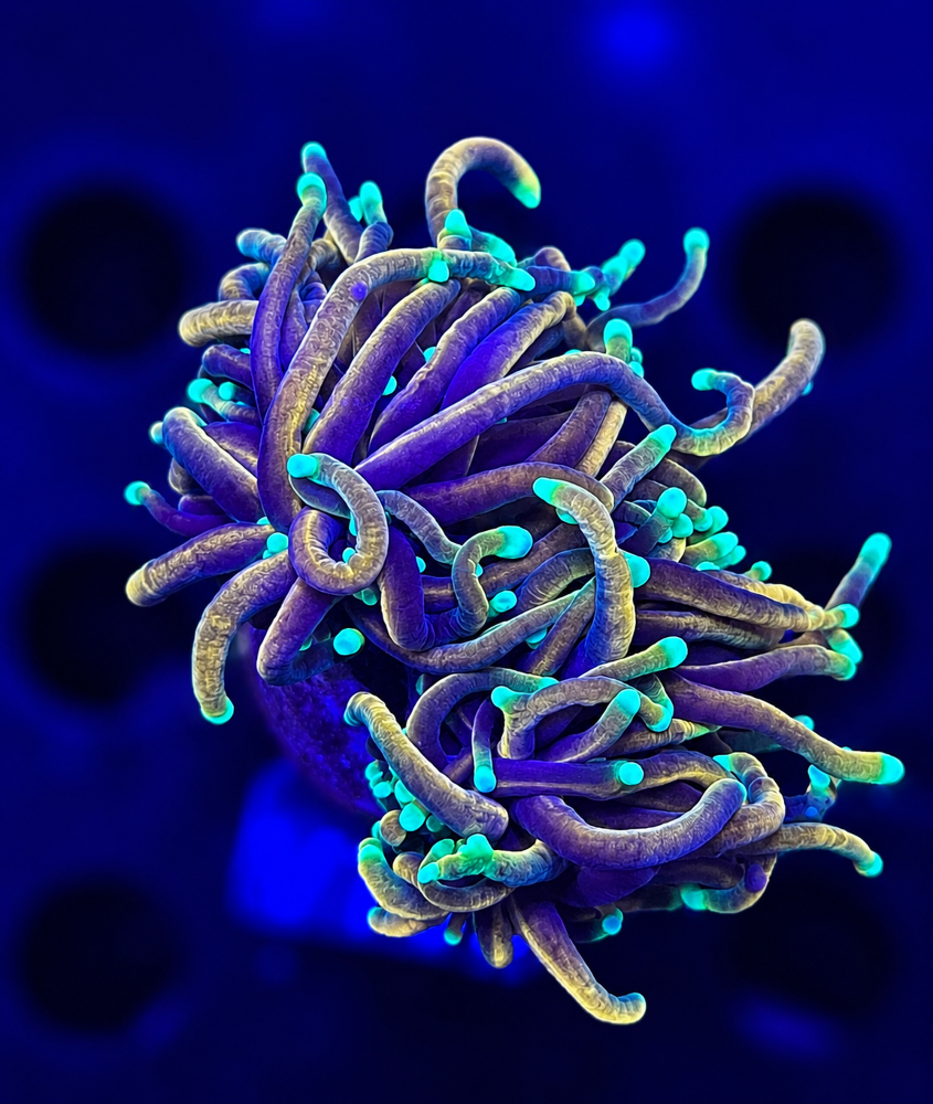 FMC Euphyllia glabrescens Dragonsoul Torch 1-2 Polypen V