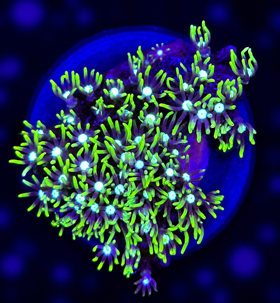 FMC Pachyclavularia violacea + Coral Mount
