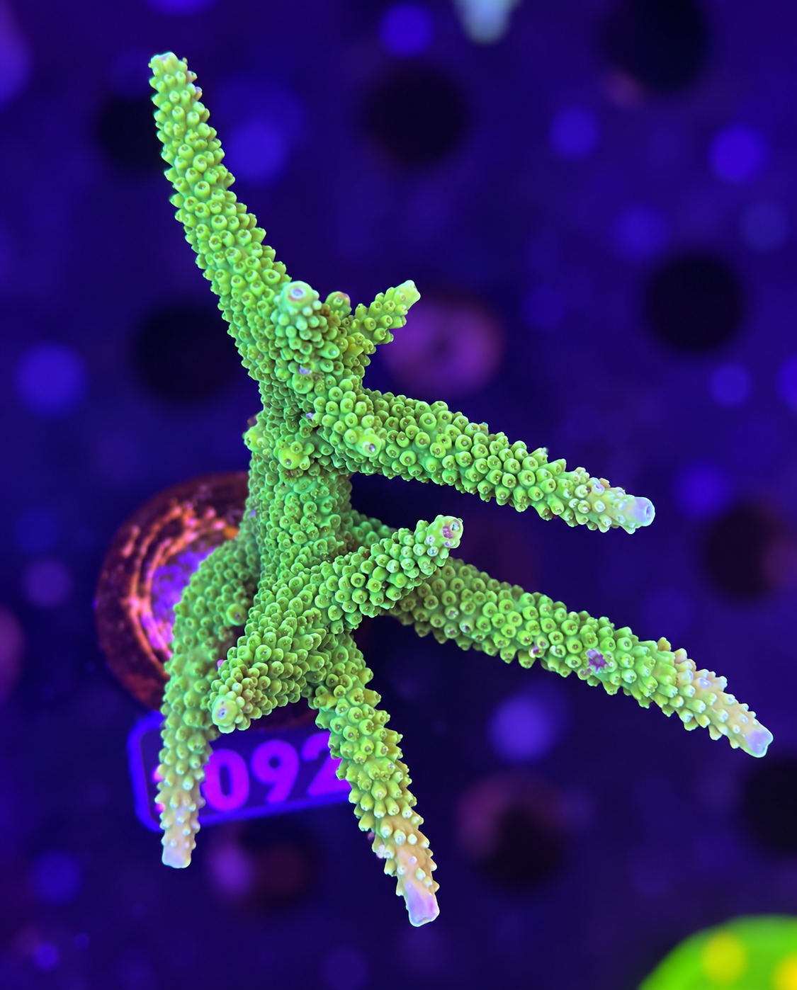FMC Acropora loisetea
