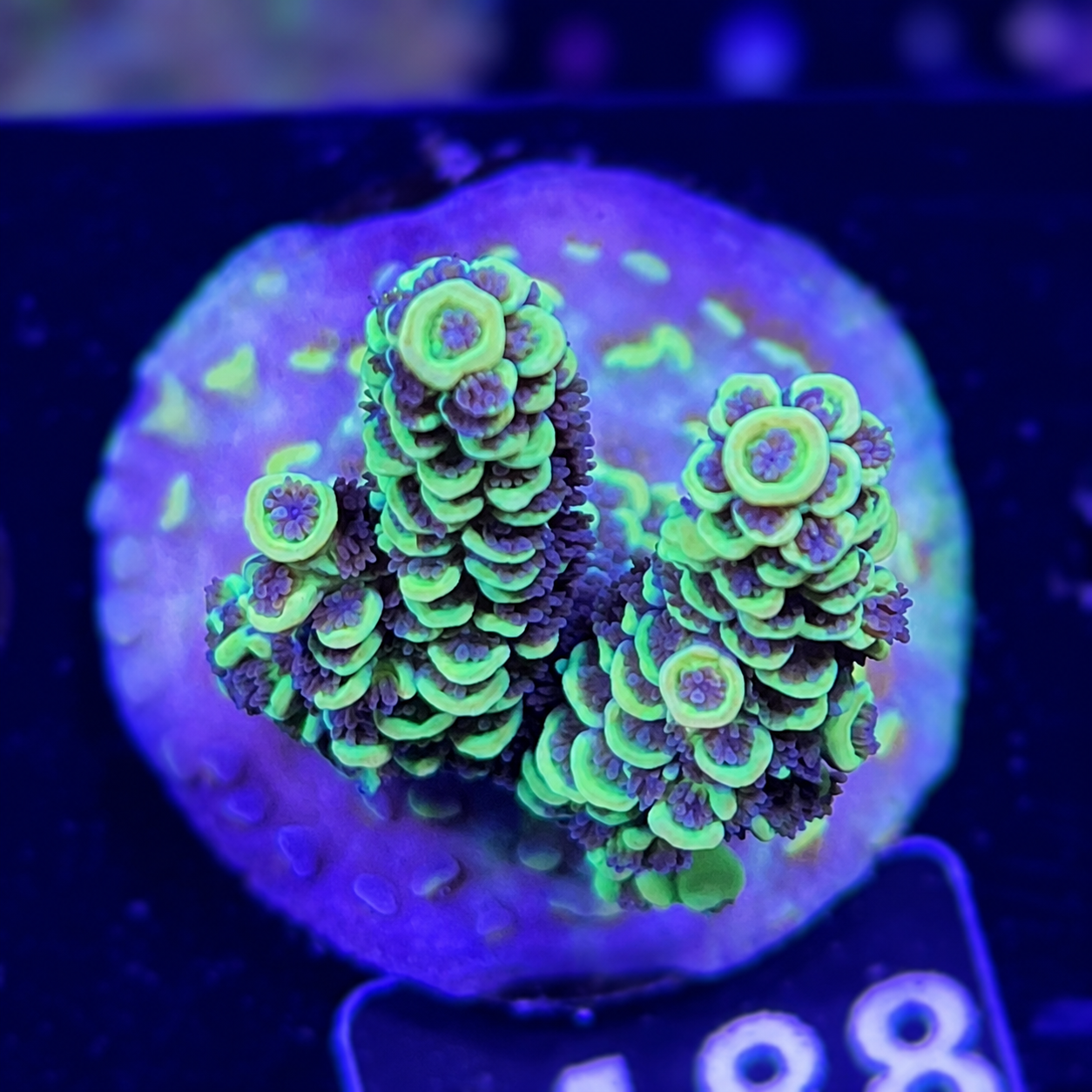 FMC Acropora tenuis yellow