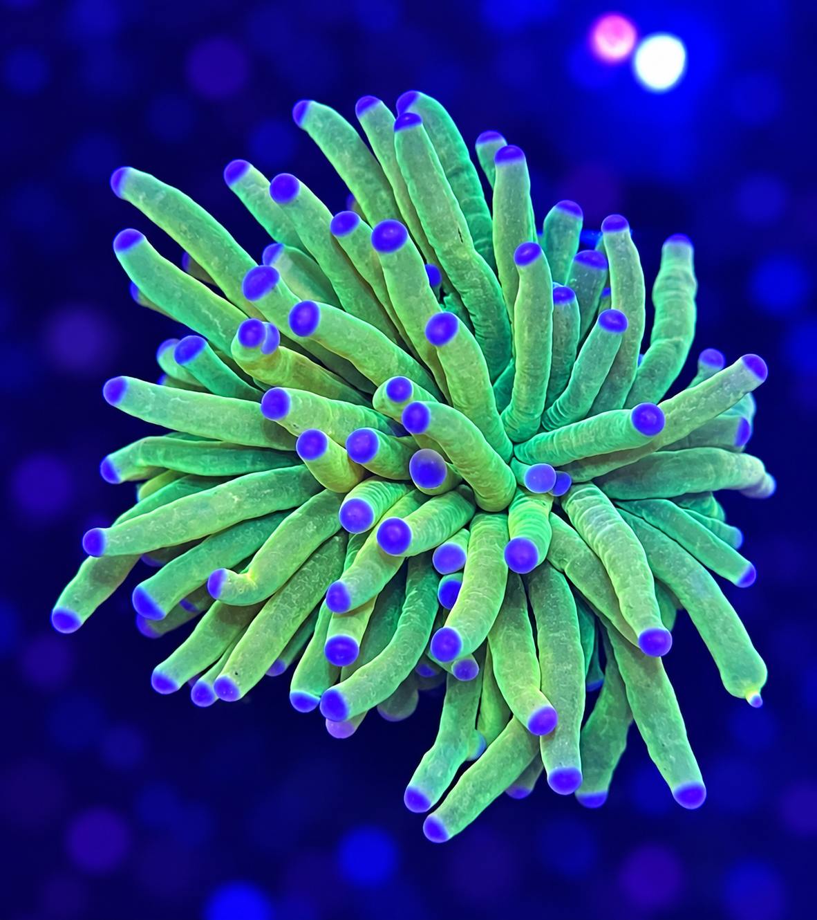 FMC Euphyllia glabrescens Holy grail Banana
