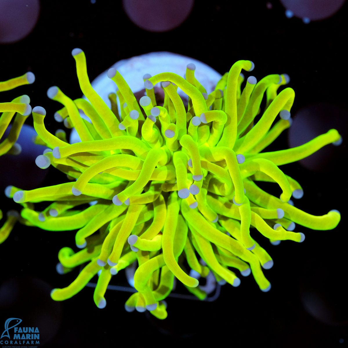 FMC Euphyllia glabrescens Holy Grail A 1 Head V