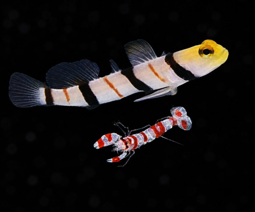 Stonogobiops dracula + Alpheus bellulus