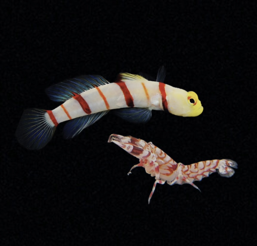 Stonogobiops dracula + Alpheus bellulus