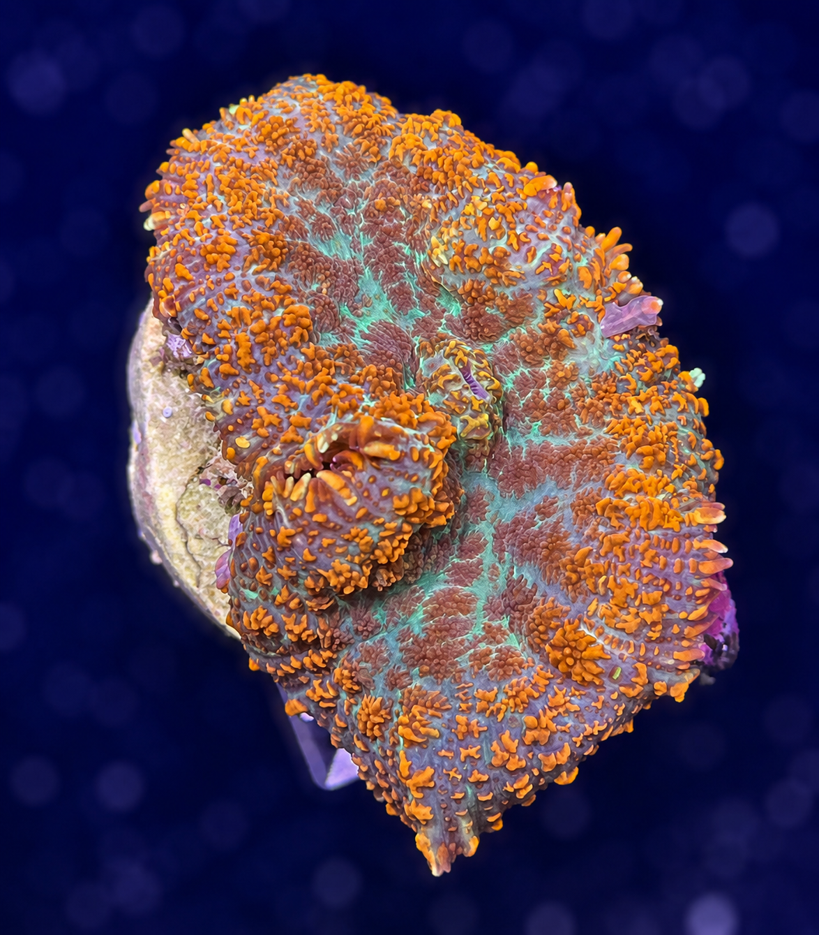 FMC Rhodactis