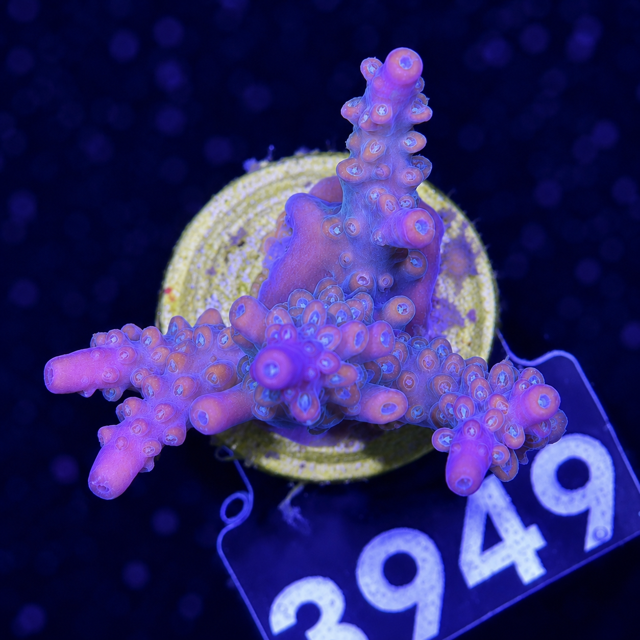 FMC Acropora divaricata Mango Garden