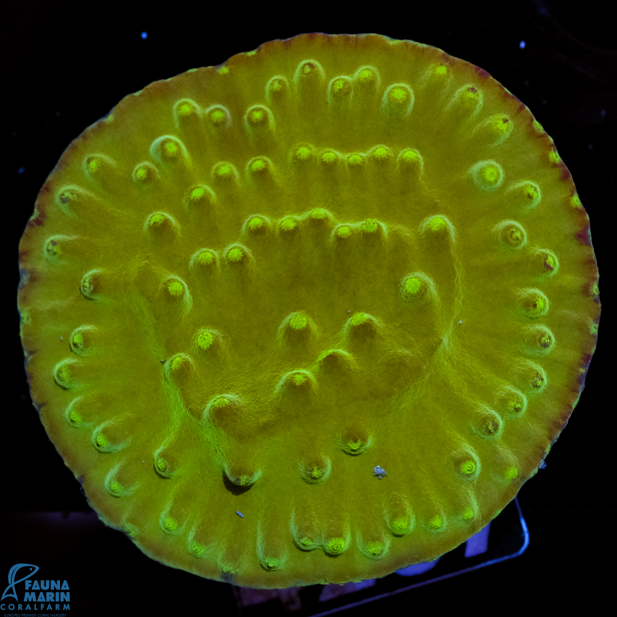 FMC Turbinaria Dark Green