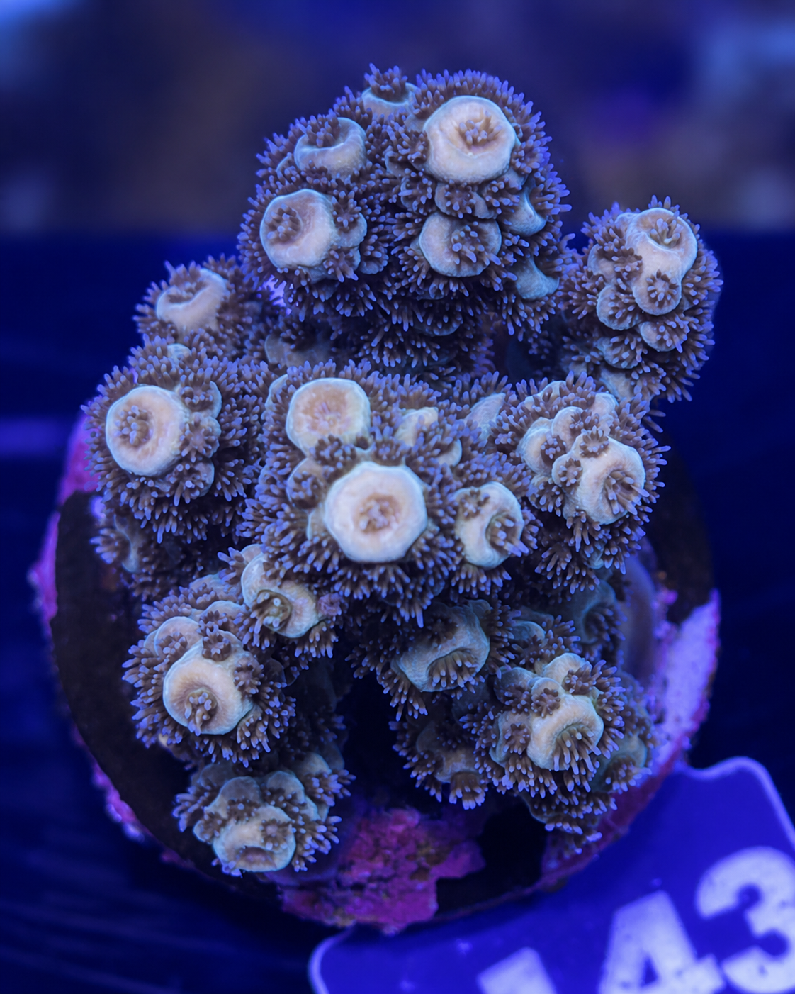 FMC Acropora sp