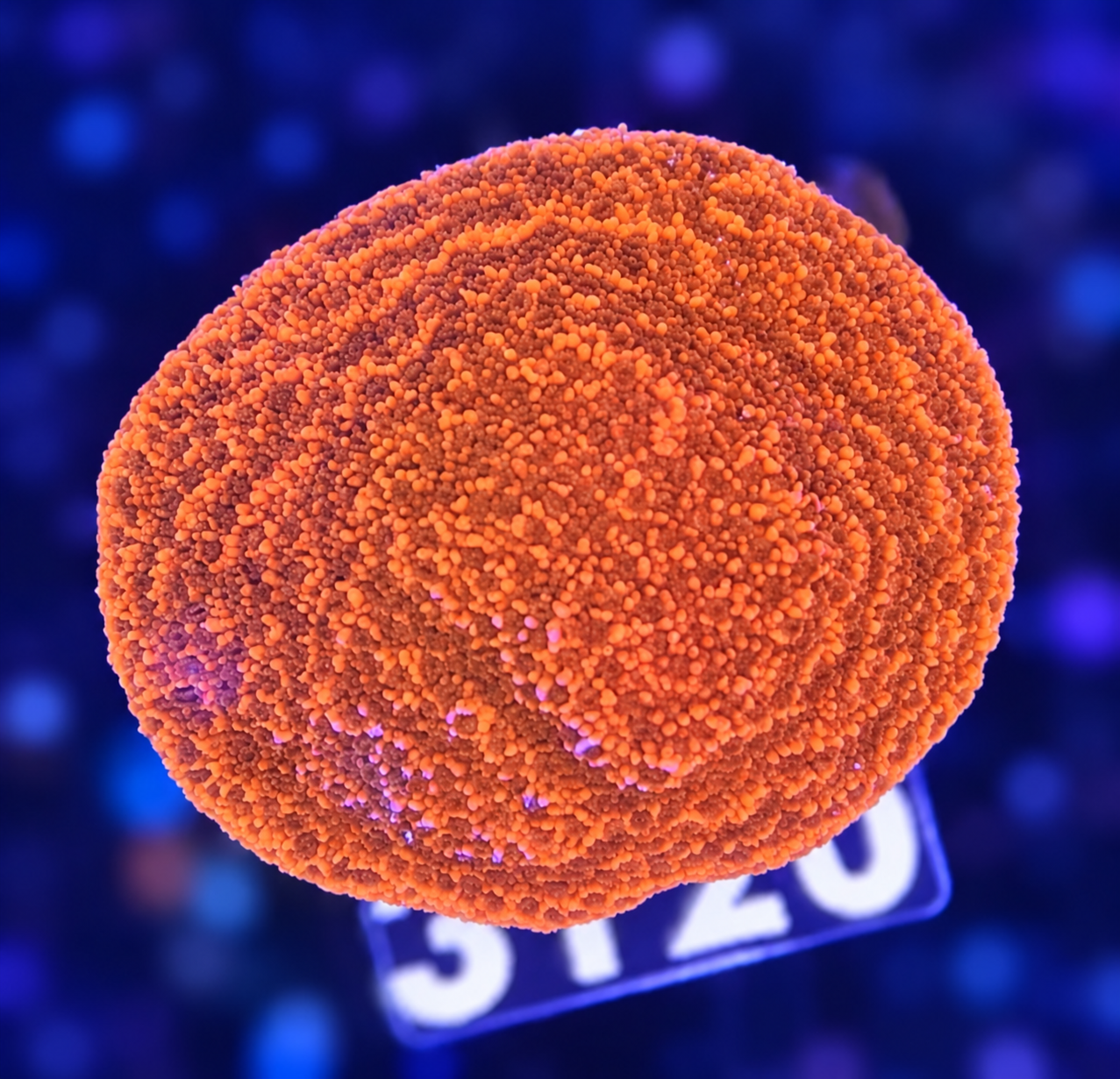 FMC Montipora aussi encrusting super red