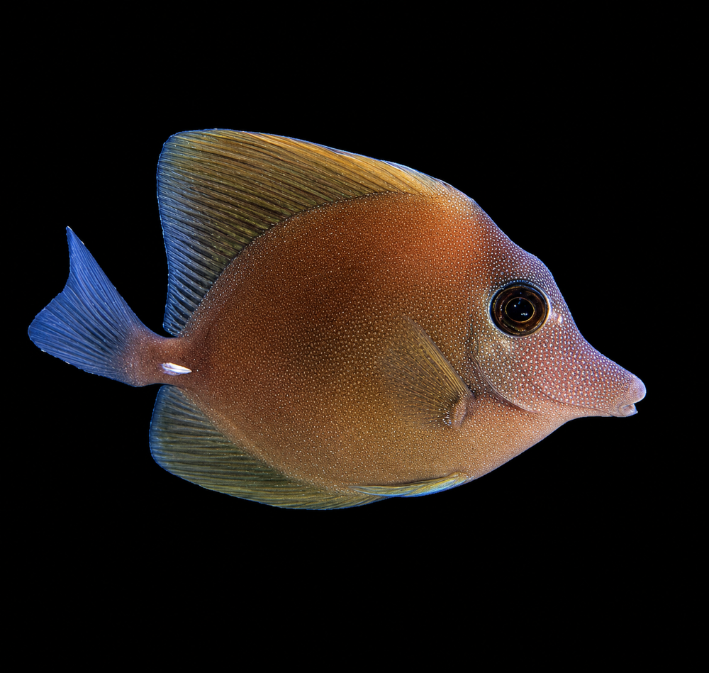 Zebrasoma scopas - Brauner Segelflossen Doktorfisch