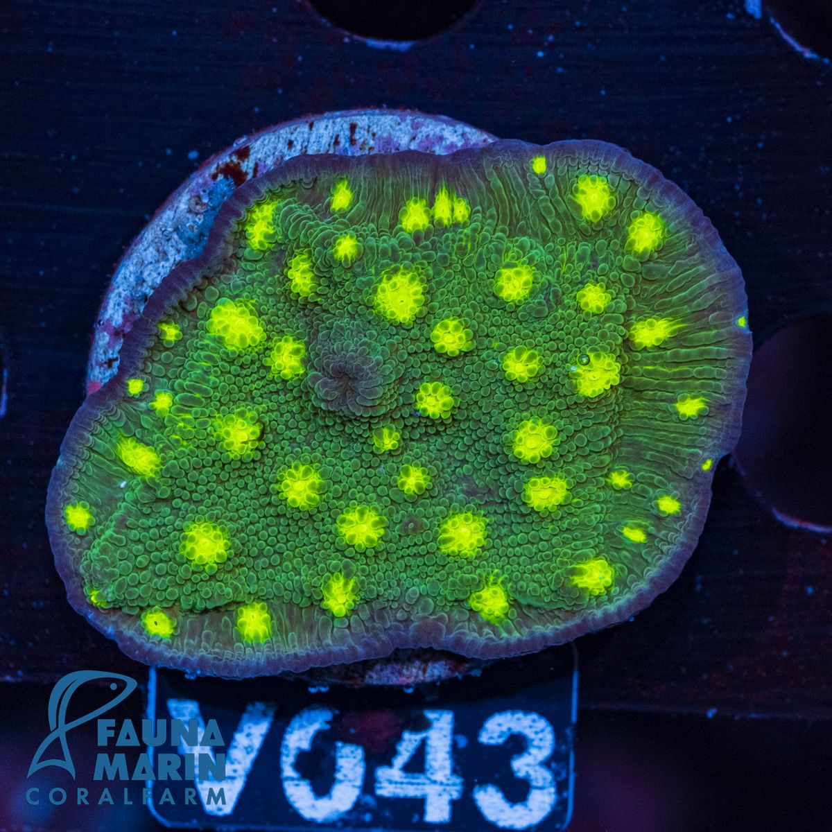 FMC Echinopora lamellosa City of Angels V