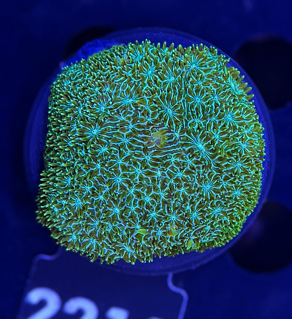 FMC Pavon maldivensis green + Coral Mount