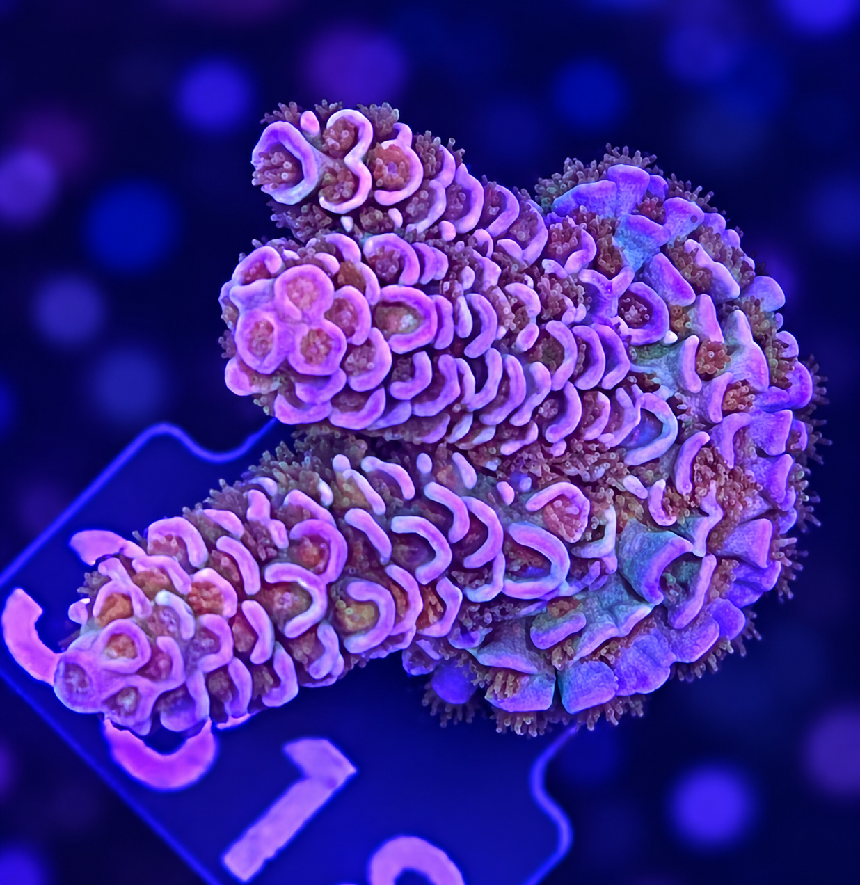 FMC Acropora tenuis