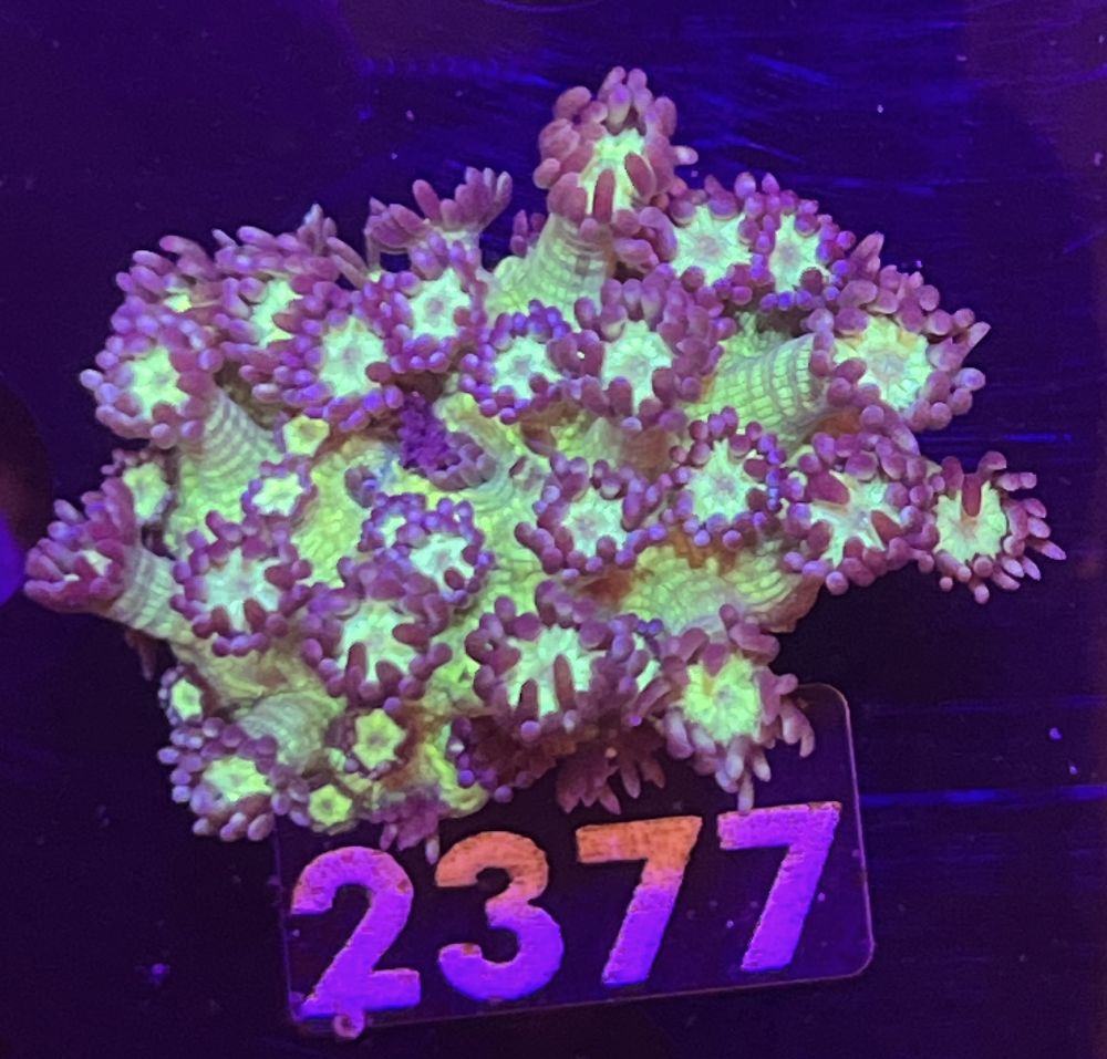 FMC Goniopora Glitter