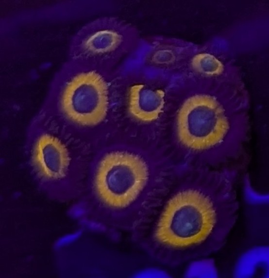 FMC Zoanthus Lemon Drops