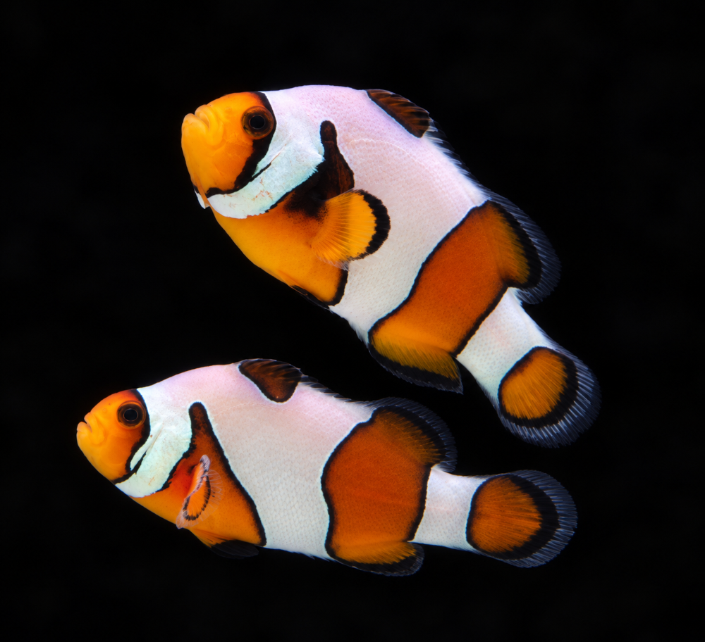 Amphiprion ocellaris - "Gladiator"  NZ