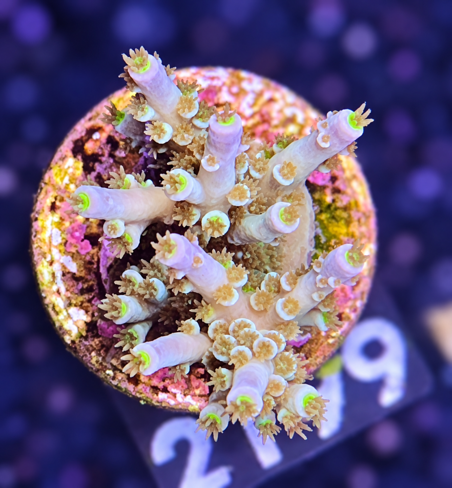 SciReef Acropora kenti Grade 1 Twin