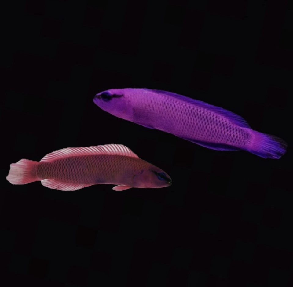 Pseudochromis Fridmani - König Salomon Zwergbarsch DNZ!