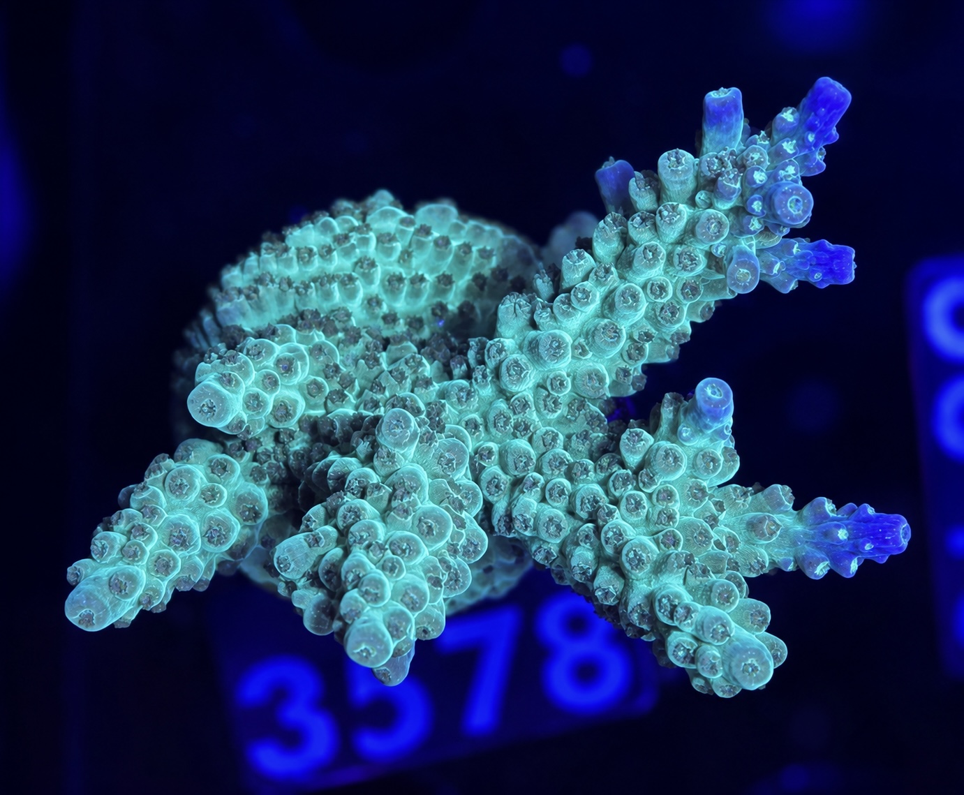 FMC Acropora secale Joker