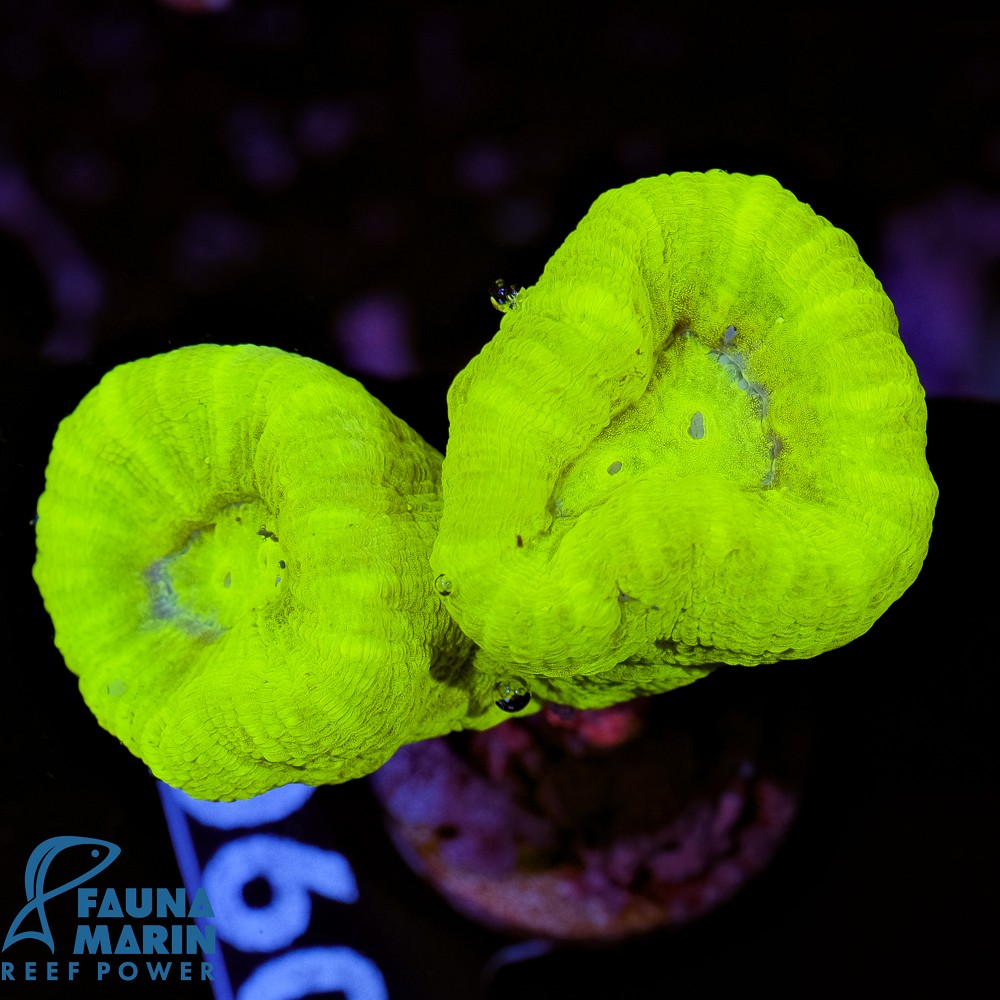 FMC Caulastrea curvata Kryptonite 2-3 Polypen V