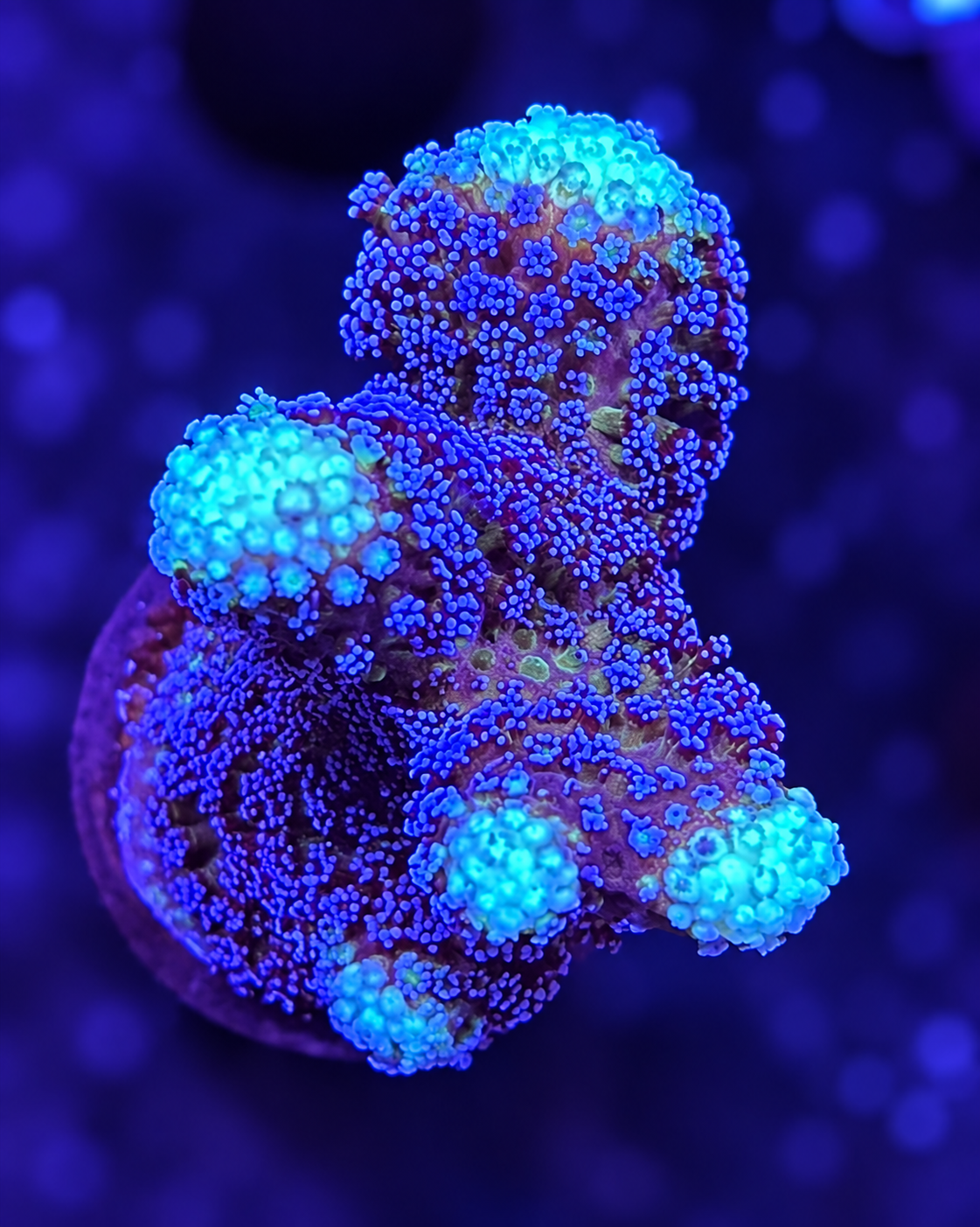 FMC Stylophora Milka