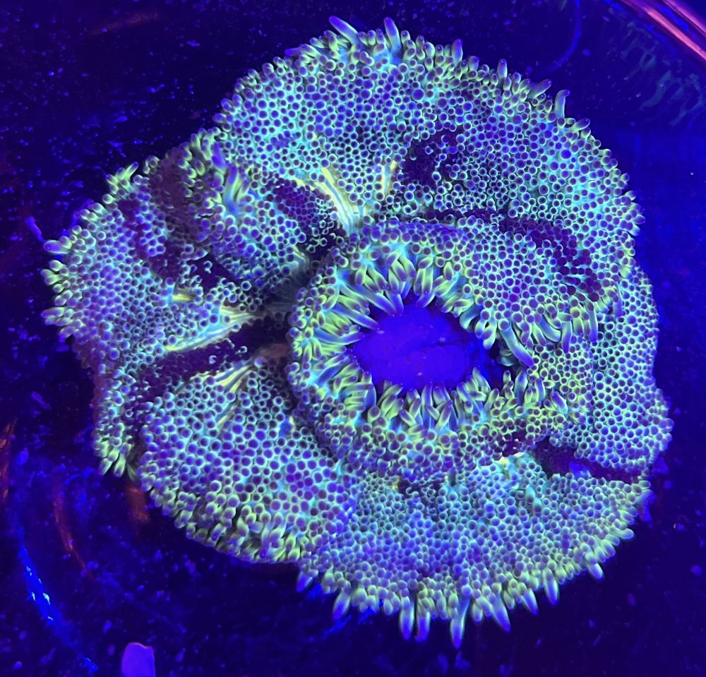 FMC Stichodactyla tapetum