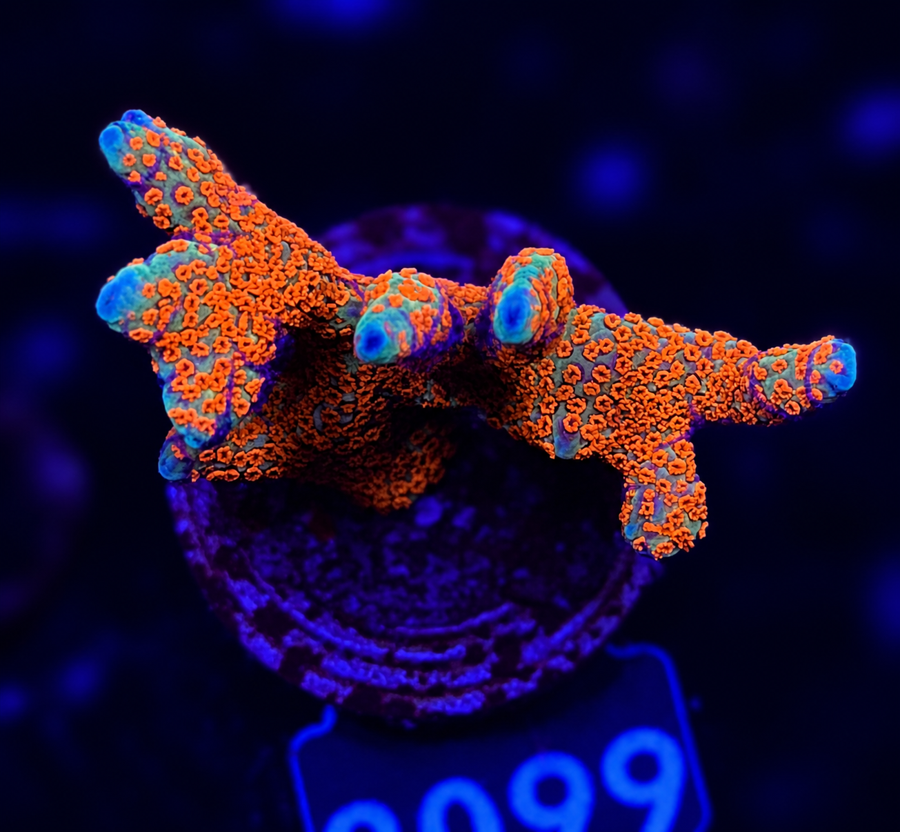 FMC Montipora digitata Bubble Gum