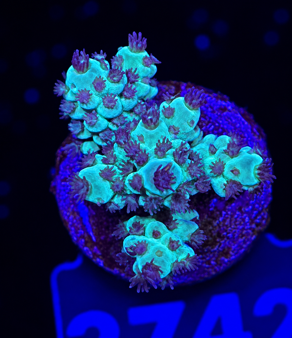 FMC Acropora sarmentosa