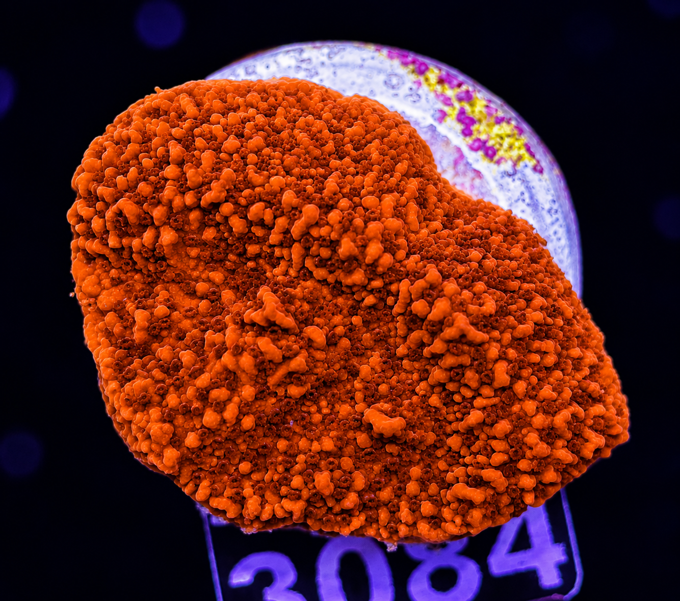 FMC Montipora Plating red