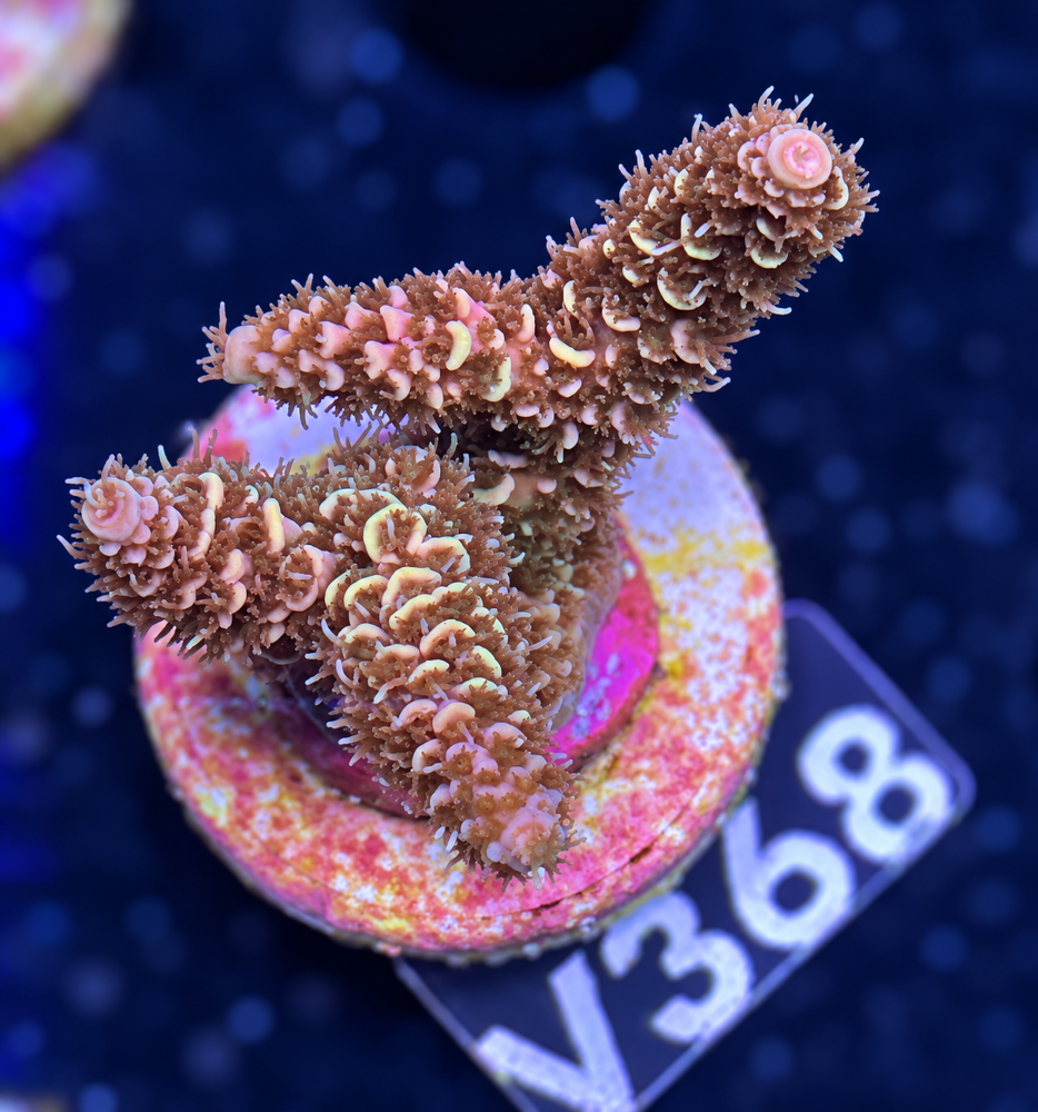 SciReef Acropora millepora TWIN 2024 Grade 1 "Pomegranate" V