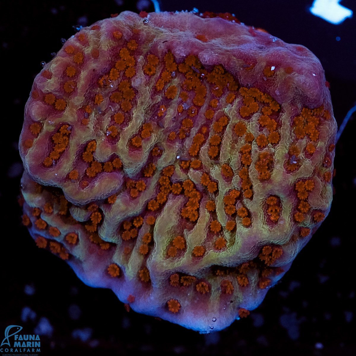 FMC Montipora undata Jedi Mind Trick