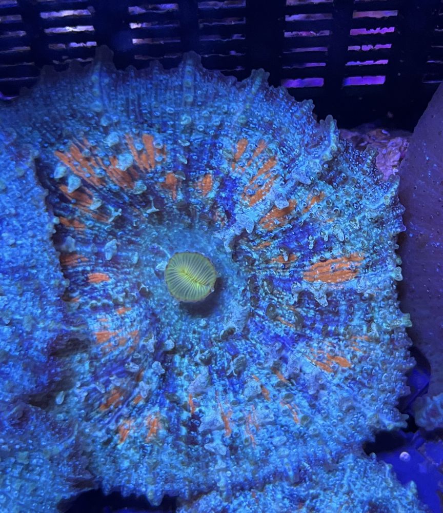 FMC Neglectus Scheibenanemone "Orange Cornbread"