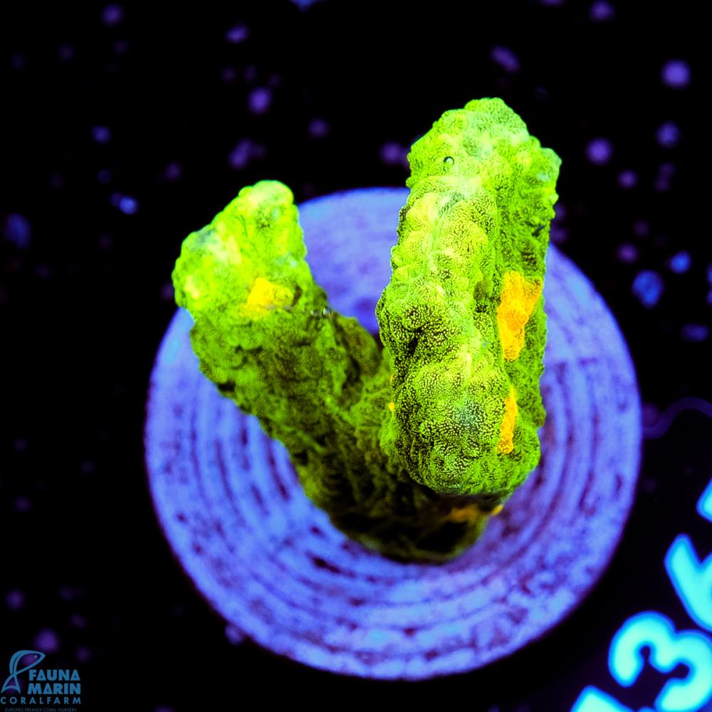 FMC Pectinia Space Invader