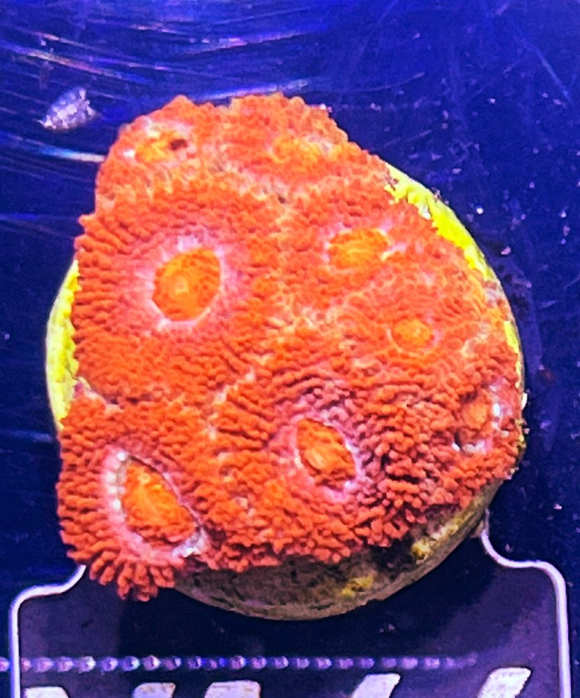 FMC Micromussa amakusensis Super Red 6-8 Polypen V