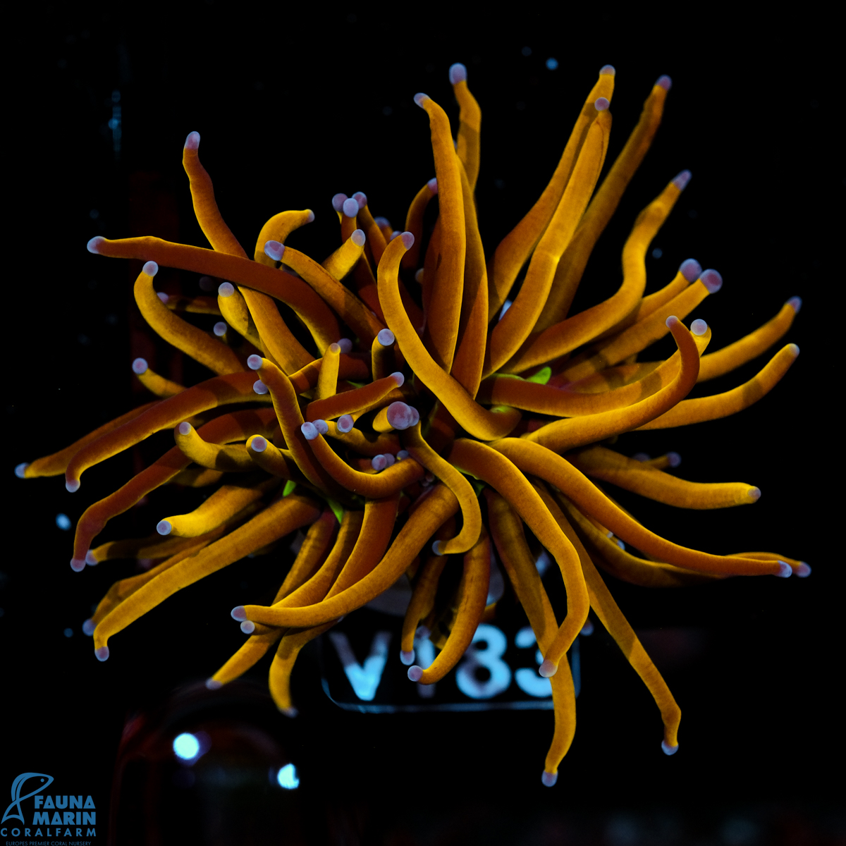 FMC Euphyllia Glabrescens Torch 24K 1Head V