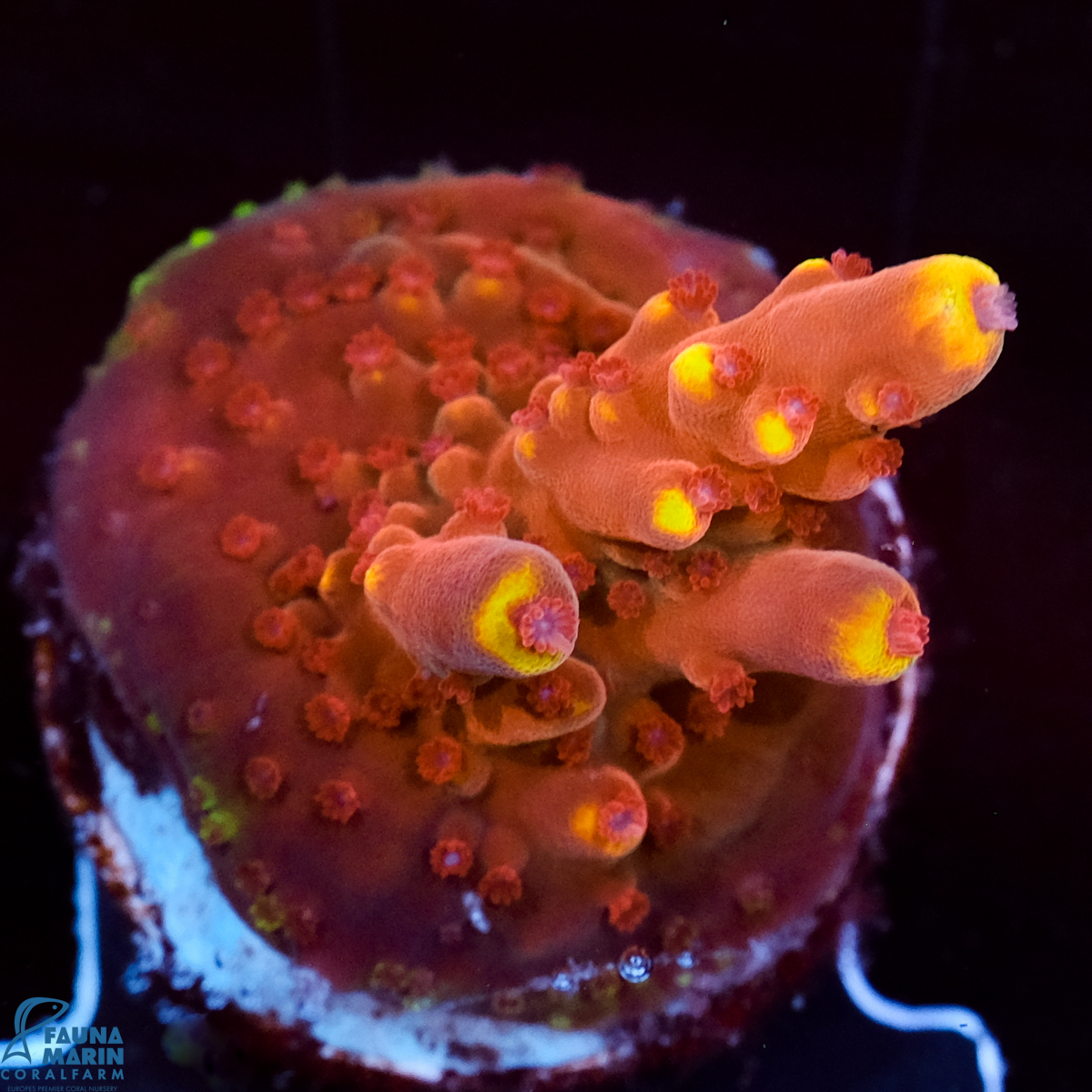 FMC Acropora J F Fox Flame V