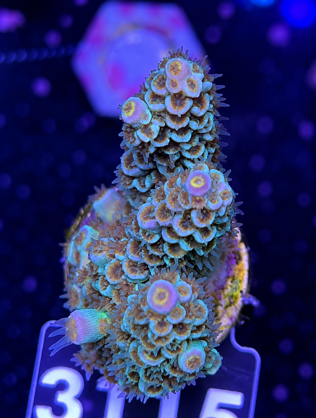 FMC Acropora tenuis