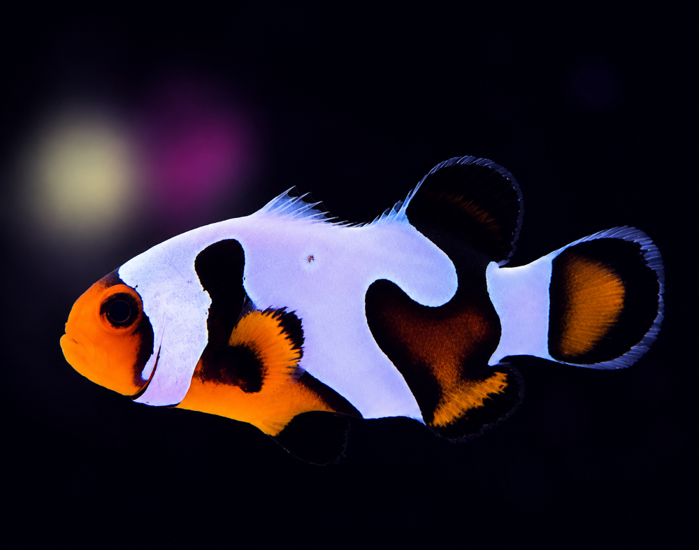 Amphiprion ocellaris - "da Vinci"    DNZ