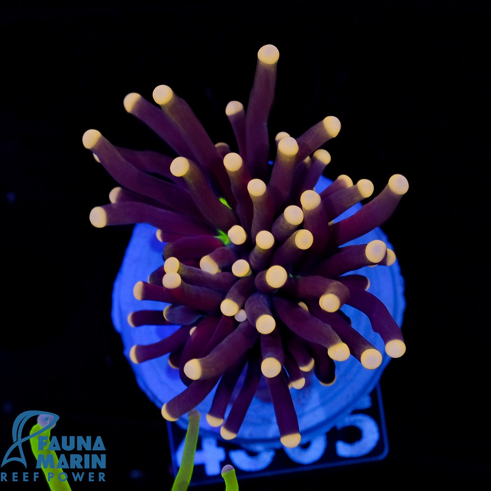 FMC Euphyllia Glabrescens Joker V