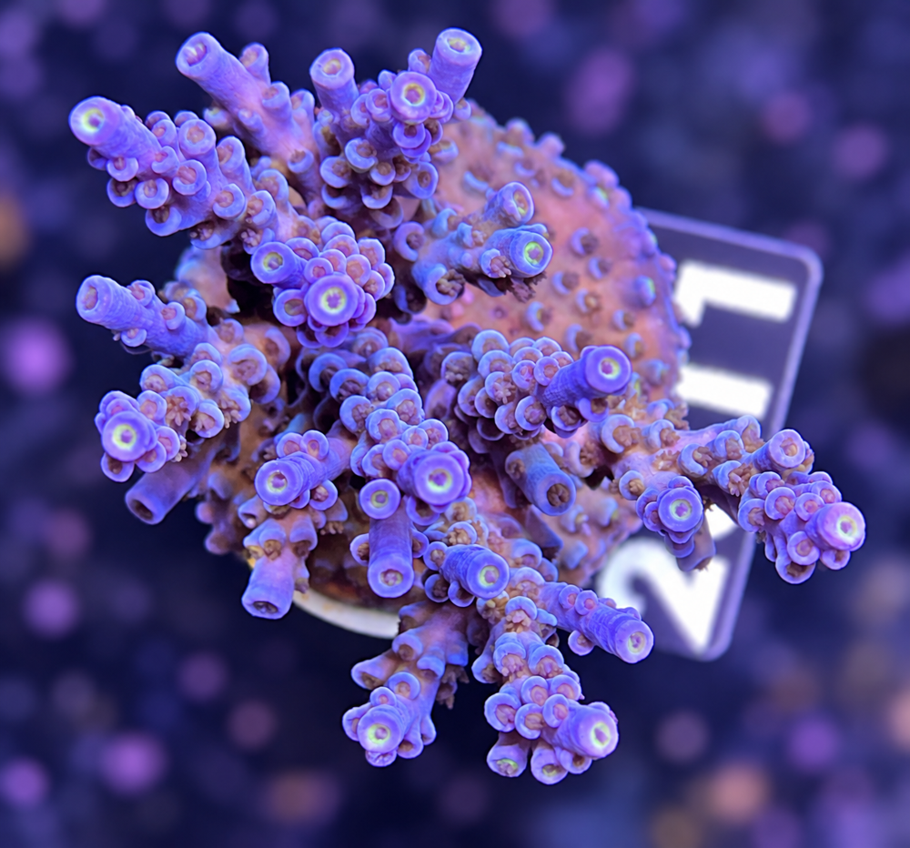 SciReef Acropora kenti Grade 2 Twin