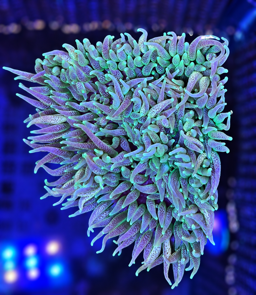 FMC Heteractis sp. Perlenanemone