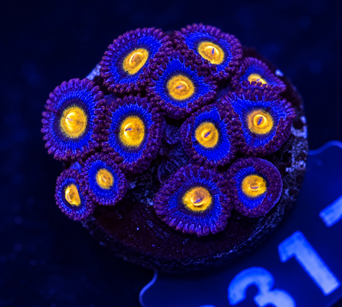 FMC Zoanthus AOI