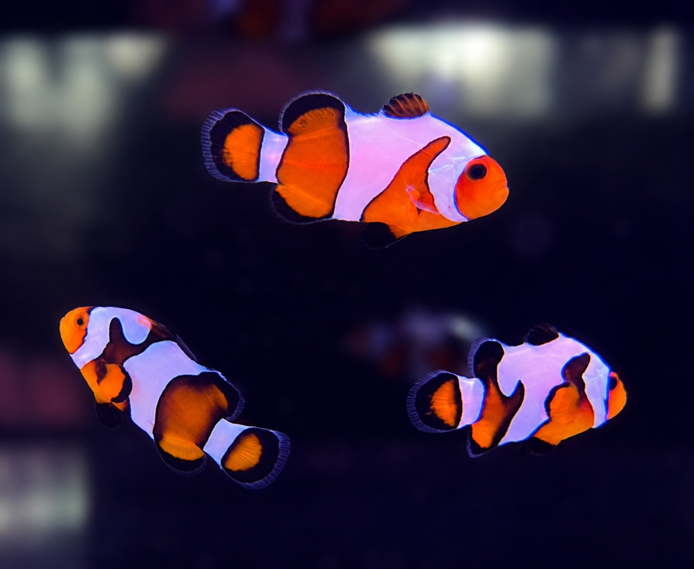 Amphiprion ocellaris - "da Vinci"    DNZ