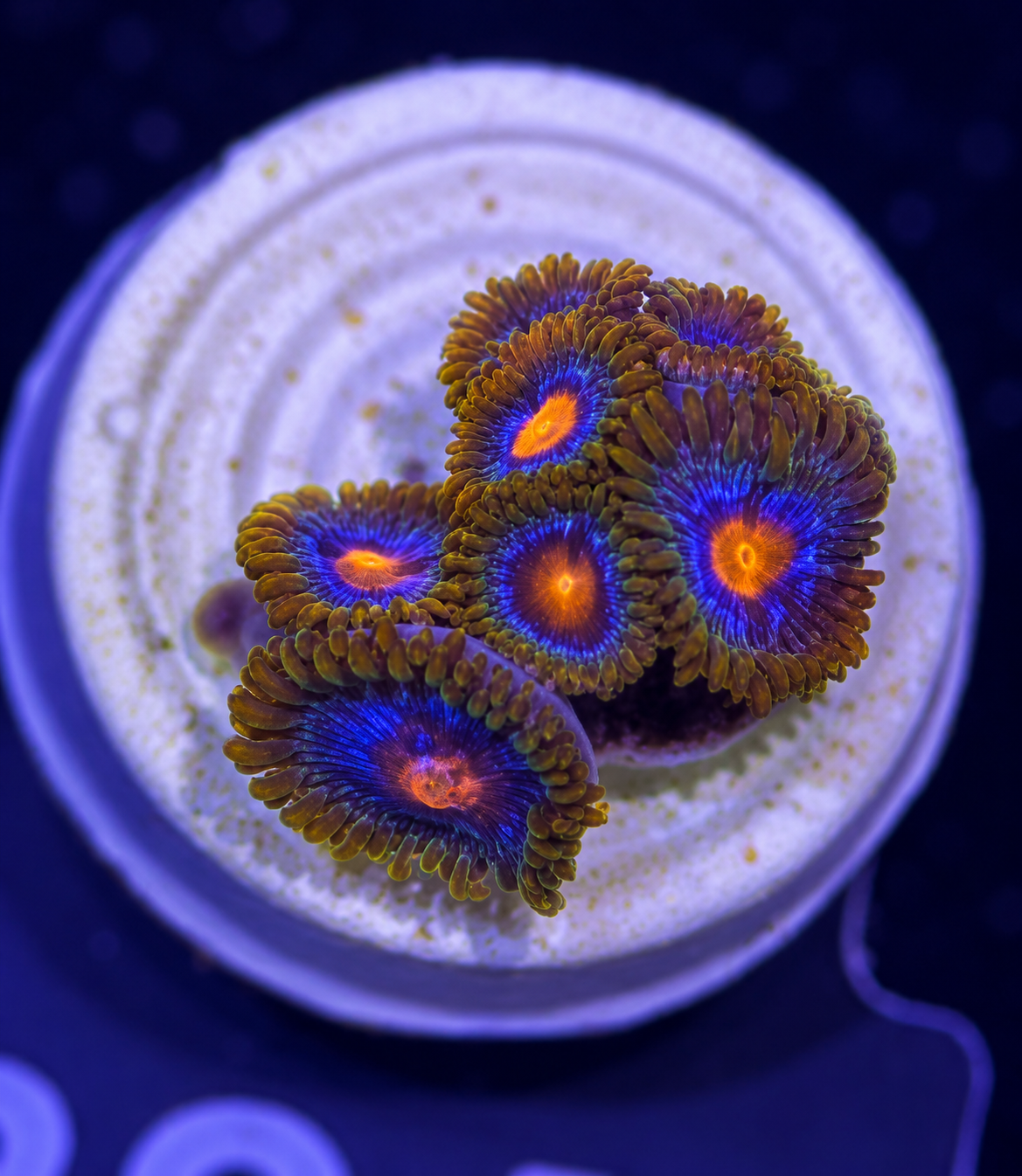 FMC Zoanthus sp