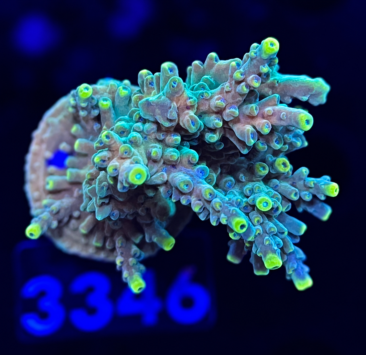 FMC Acropora sp Bali Shortcake