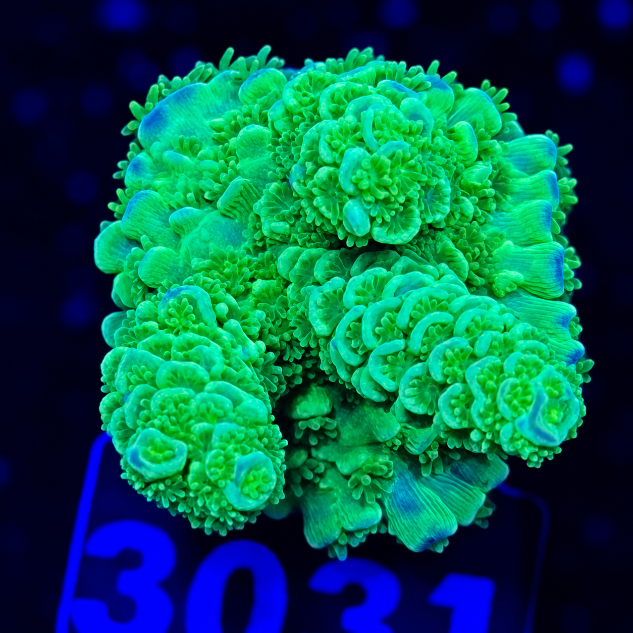FMC Acropora tenuis yellow green