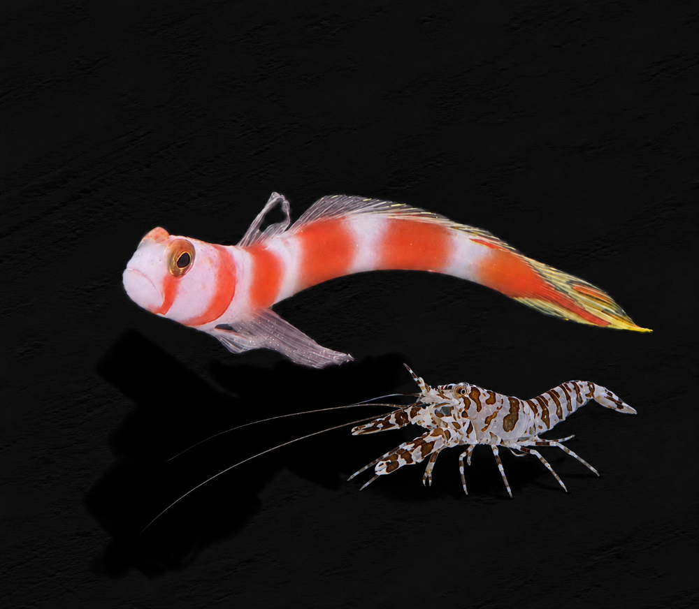 Amblyeleotris aurora + Alpheus djiboutensis