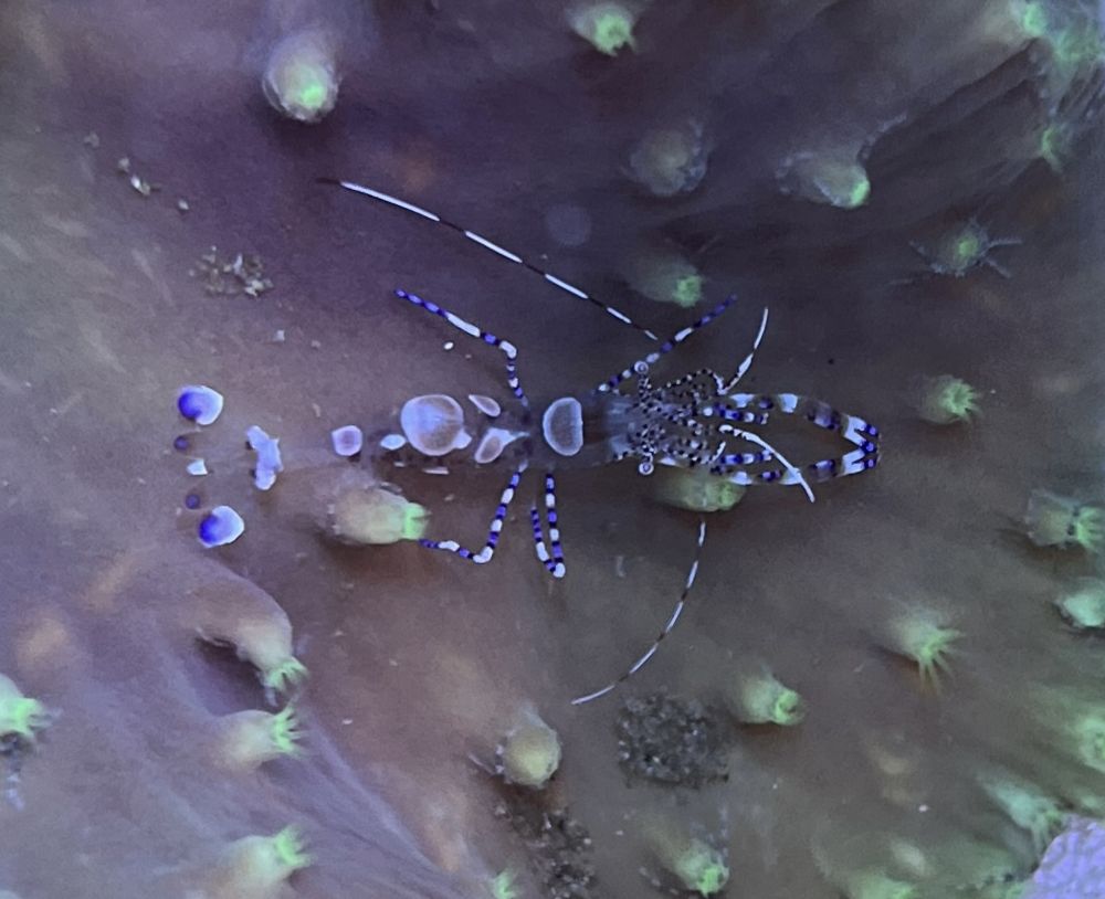 Periclimenes yucatanicus - Yucatan Putzergarnele