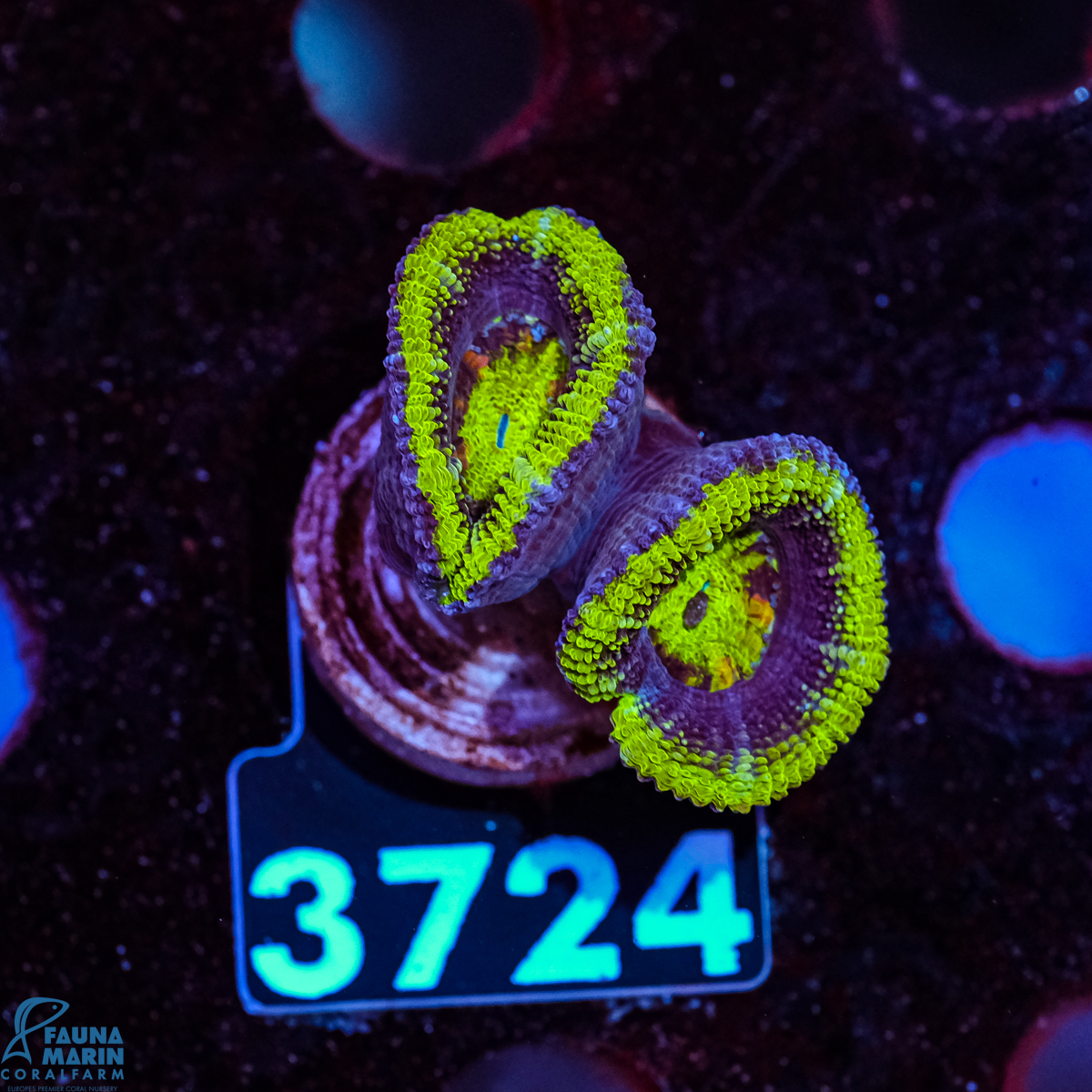 FMC Micromussa Lordhowensis FMC Micromussa Lordhowensis